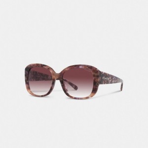 Lentes de Sol Coach Signature Oversized Square Mujer Moradas | CL_CH71842